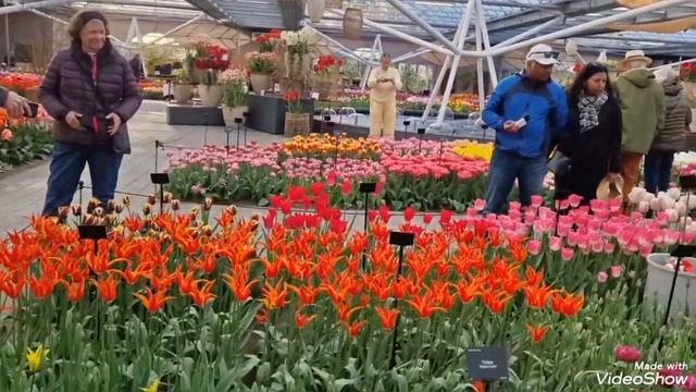 Парк тюльпанов  в самый сезон в Голландии. Кеккенхов. смотреть онлайн