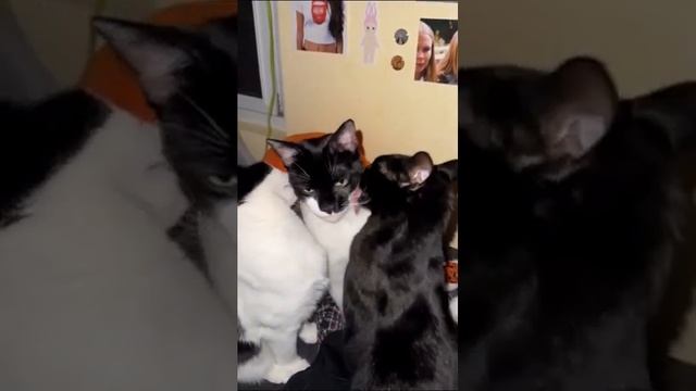 КОШАЧИЙ АНТИДЕПРЕССАНТ -2 смехпродлеваетжизнь