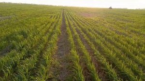 Пшеница посеяна по предшественнику пшеница.