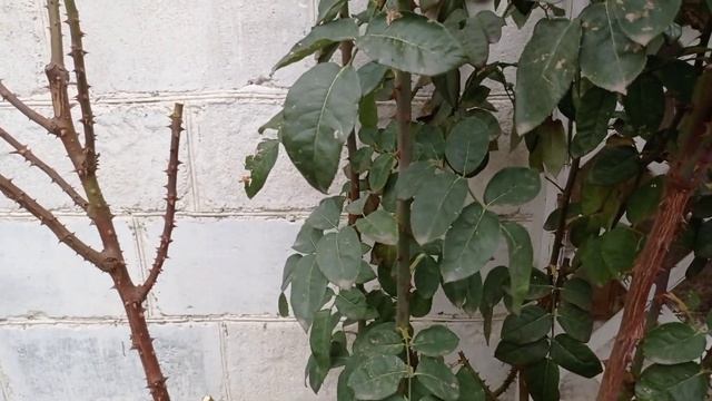 Короткая обрезка плетистой розы, "Венроза", декабрь 2024. смотреть онлайн