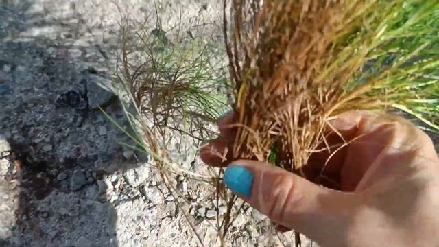 мои любимые розы Лариса и четыре сезона. и другие раст? смотреть онлайн