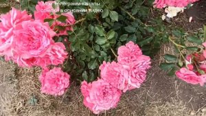 Роза Розариум Ютерсен