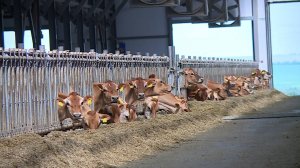 Производство молока на Ставрополье растёт