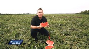 Пробуем ранние арбузы прямо с грядки. Проверено лично!