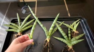 Сансевиерия цилиндрика бонселенсис. Разговорная пере