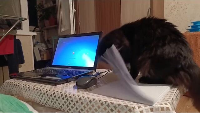 Офисный Работник #кошки #cat #catvideos #russia #catlover #офиспрезидента #офис #прикол #приколы