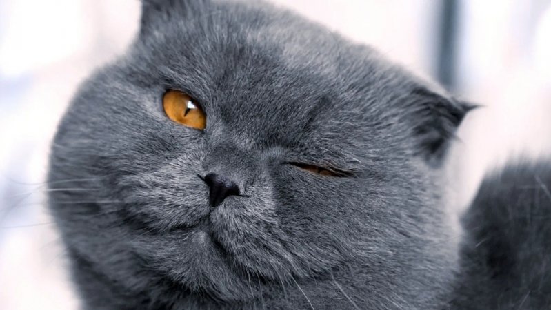 милый котик 🥹