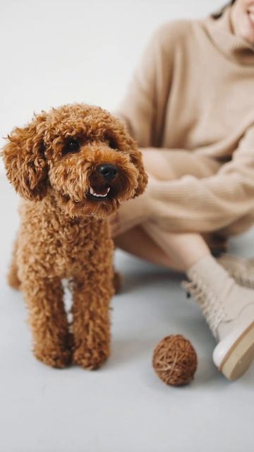 Обувь Шаговита: ваш идеальный шаг к гармонии с миром смотреть онлайн