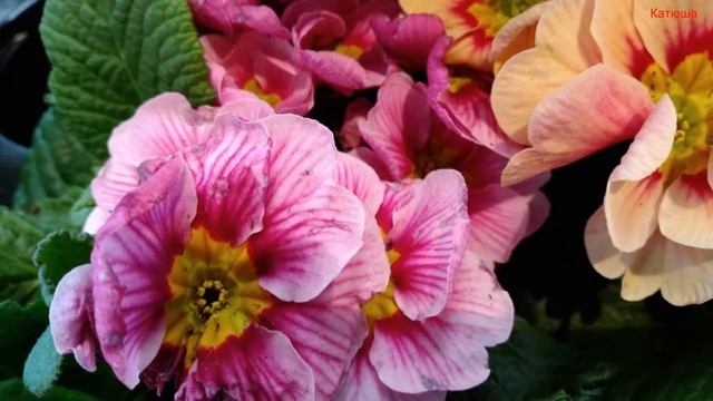 Надо верить в лучшее смотреть онлайн