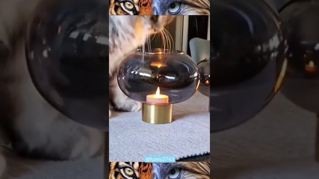 Самые смешные видео с котами. Коты. Забавные коты.