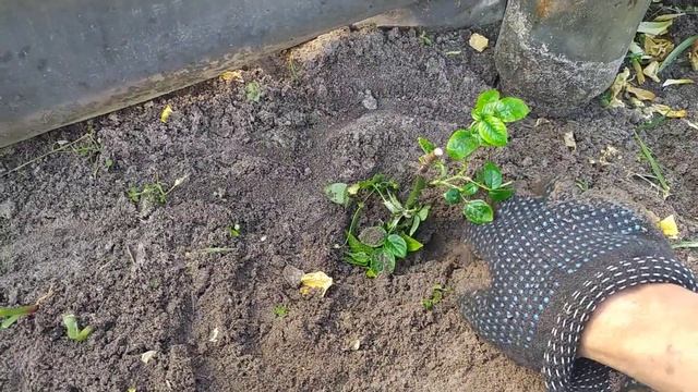 Размножение роз черенками  Когда снимать укрытие над ?