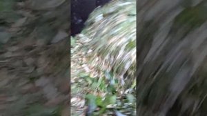 измельчитель сн1211е. чемпион..