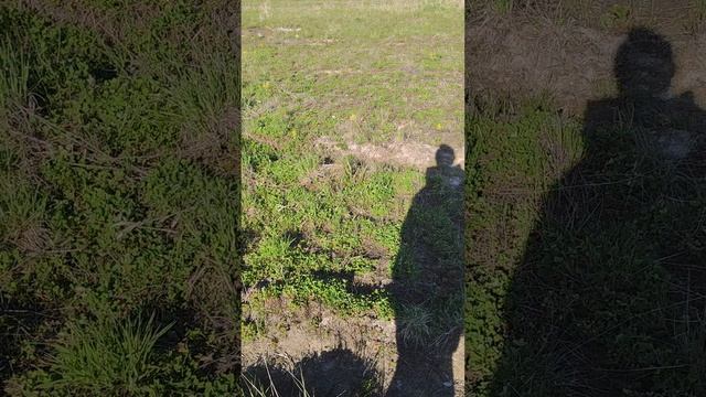 утренняя прогулка королевишны хитропопой
