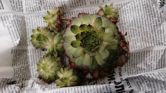 🌺Посылка от Ивана Соболева. ☺️🌺Распаковка 🤗 смотреть онлайн