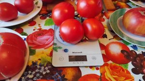 Томат Чайная роза 🌹