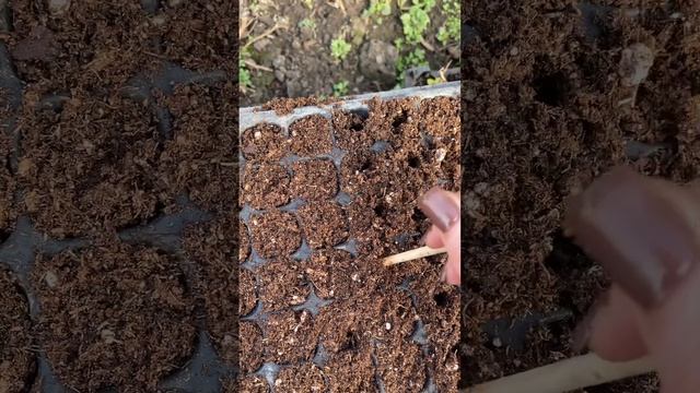 Состав грунта для черенкования:Агробалт синий+перлит, смотреть онлайн