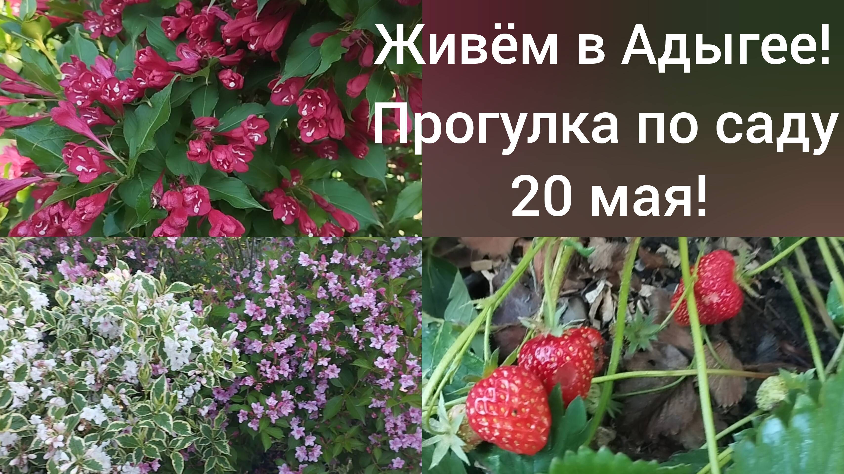Сибиряки в Адыгее/Прогулка по нашему саду 20 мая/Цветущие кустарники/ Первая клубничка/
