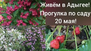 Сибиряки в Адыгее/Прогулка по нашему саду 20 мая/Цветущие кустарники/ Первая клубничка/