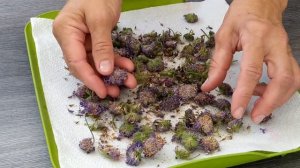 Скабиоза Луговая или Укус Дьявола.Лекарственные свой?
