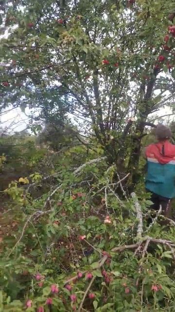 как пользоваться бензопилой при очистке участка смотреть онлайн