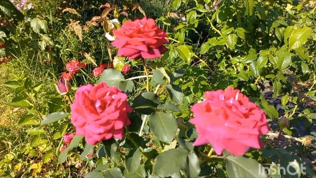 Красивое завершение первой волны цветения роз. 26.07.24 смотреть онлайн