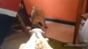 Приколы с мопсами#3