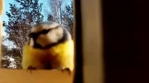 *СИНИЧКИ КЛЮЮТ СЕМЕЧКИ И ПОЮТ ОЧЕНЬ КРАСИВО И ГРОМКО*