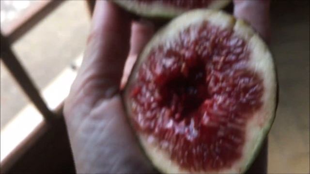 Ficus Carica. Figs. Grosse Rouge de Rochminier. Velvichio Neroforum. Ice Cristal. Инжир. Са?
