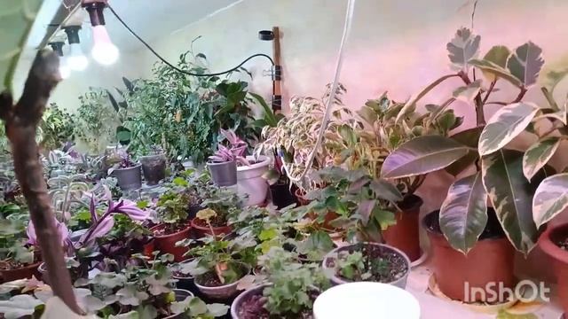 Мои фикусы на зимовке, часть 1. смотреть онлайн