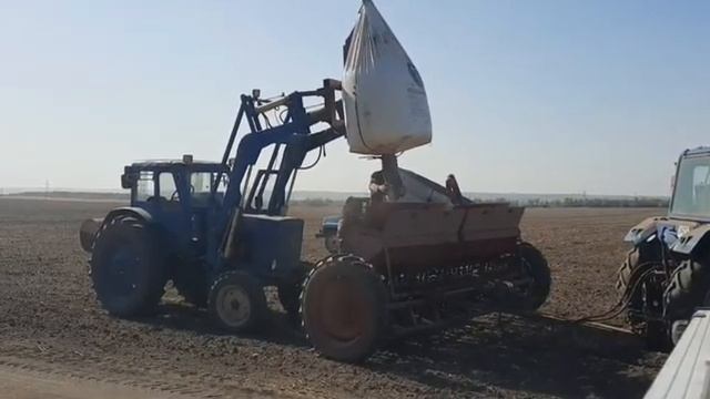 Начало посевной сорт оз.пшеницы Победа 75