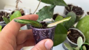 Долгожданные хойи и дисхидия: обзор новинок