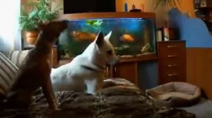 прикольный вой собак