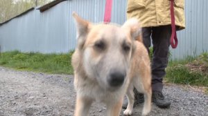 Ищу тебя, хозяин