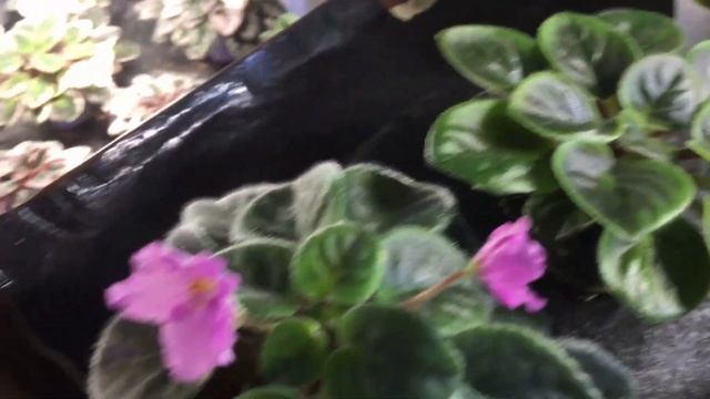 Мини фиалки. Постараюсь все показать и объяснить. смотреть онлайн