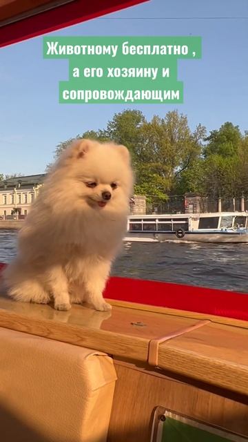 #сбп был на речной прогулке по каналам #санктпетербург а . #шпиц #шпицмишка #белыйшпиц