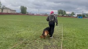 ЮНИОРЫ СУКИ ДШ / КЧК КИСЕЛЕВСК 11 мая`25 Н.Тихонова Моно немецких овчарок