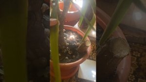 Юкки страдают. Что можно предпринять?!