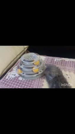 Супер игрушка для котика🔥👍😻развлечения#игрысживотными