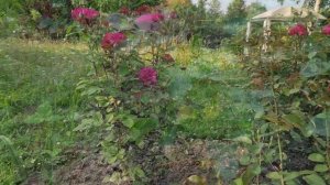 🌹Как цветут розы из питомника "РОЗЫ ОТ ТАТЬЯНЫ" (ВДНХ).