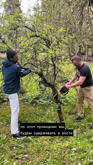 Радикальная обрезка старого больного дерева которое перестало давать плоды