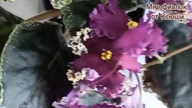 Пестролистные фиалки, особенности пестролисных сорто