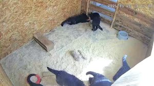 1000021125.mp4