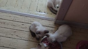 Приятное чавканье котят
