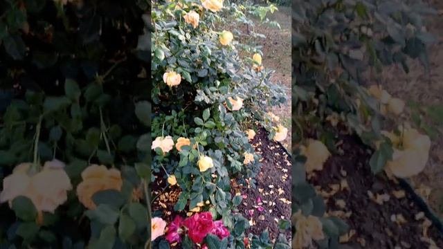 удивительная роза Поль Бокюз