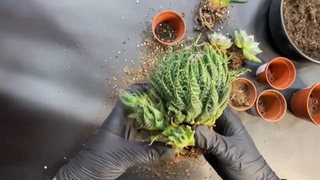 Как зарабатывать на суккулентах: бизнес с минимальным смотреть онлайн