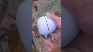 тропические фрукты в разрезе с названиями