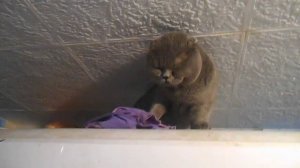 Самые смешные видео про котов. Кот психует ругается))))