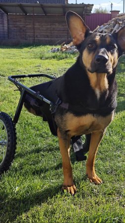 Коляска Animal mobile для собаки инвалида