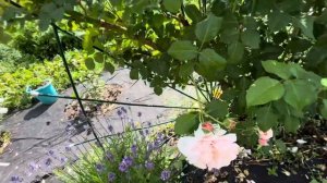 Роза Дженероуз Гарденер (Generous Gardener),3летка, Austin Великоб