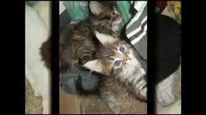 Прикольные и смешные киски